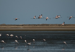 flamingos