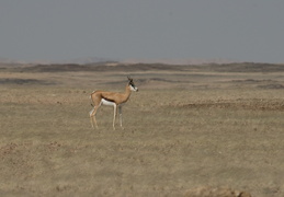 Springbok