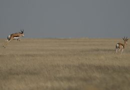 jumping springbok