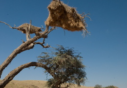 Birds nests