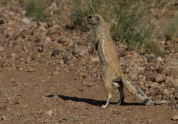 ground squirrel