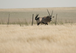 Gemsbok