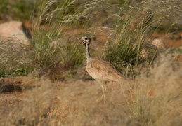 Bustard