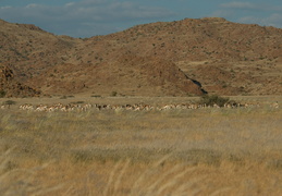 Springbok herd