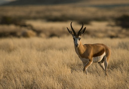 Springbok