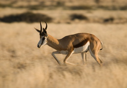 Springbok