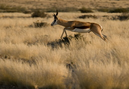 Springbok