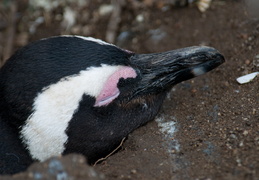 penguin