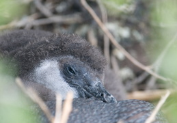 penguin chick