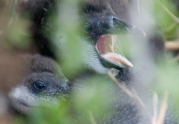 penguin chick