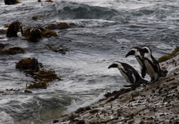 penguins heading to water