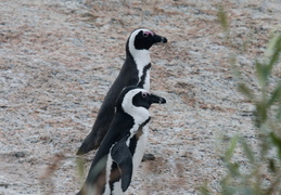 penguins