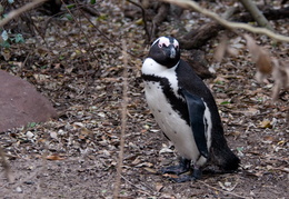 penguin in the woods