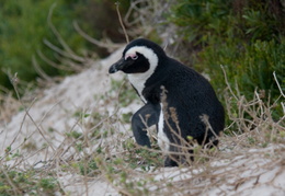 penguin