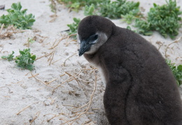 penguin chick