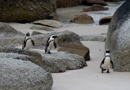 penguins