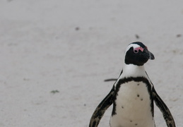 penguin