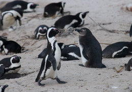 penguin with nesting materials