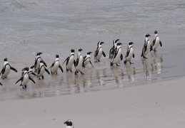 penguins emerging from the water after fishing