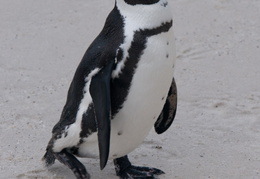 penguin