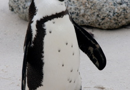 penguin