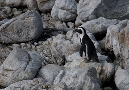 penguin