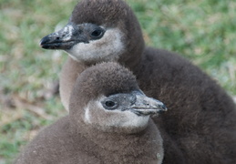 penguin chicks