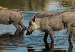 Warthogs in the water