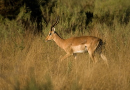 Impala