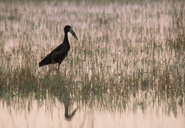 Open-Billed Stork