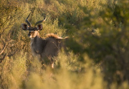 Kudu