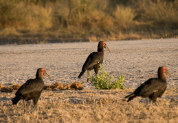 Southern-Ground Hornbill