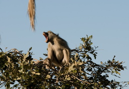 Howling Baboon