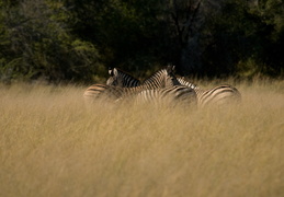 Zebras