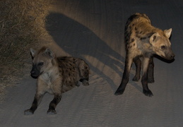 Spotted Hyena