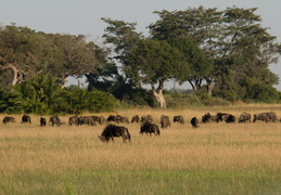 Wildebeest