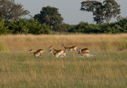 Red Lechwe