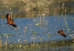 African Jacana