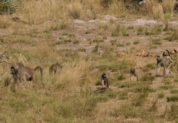 Baboons