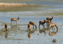 Red Lechwe