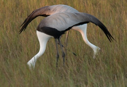 Wattled Crane