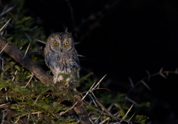 Scops Owl