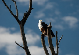 African Fish Eagle