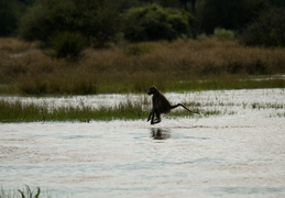 Baboons crossing a stream