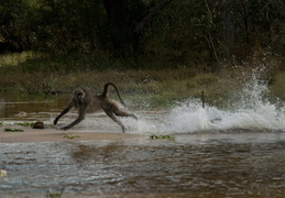 Baboons crossing a stream