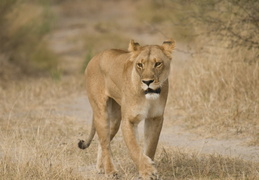 Lioness