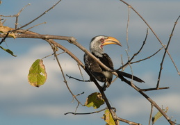 Yellow-Billed Hornbill