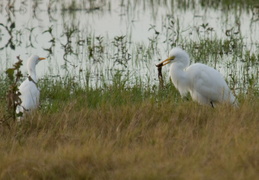 Egret & unlucky frog