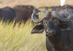 Cape Buffalo