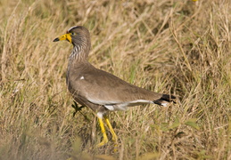 Wattled Lapwing